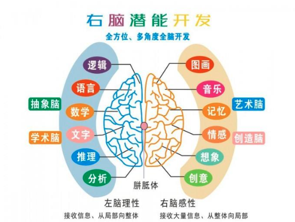 引领右脑——以全脑开发训练为主，培养孩子的思维