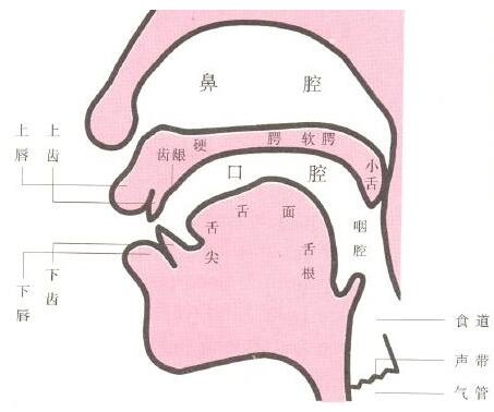 新手学唱歌技巧和发声方法（四）咬字训练