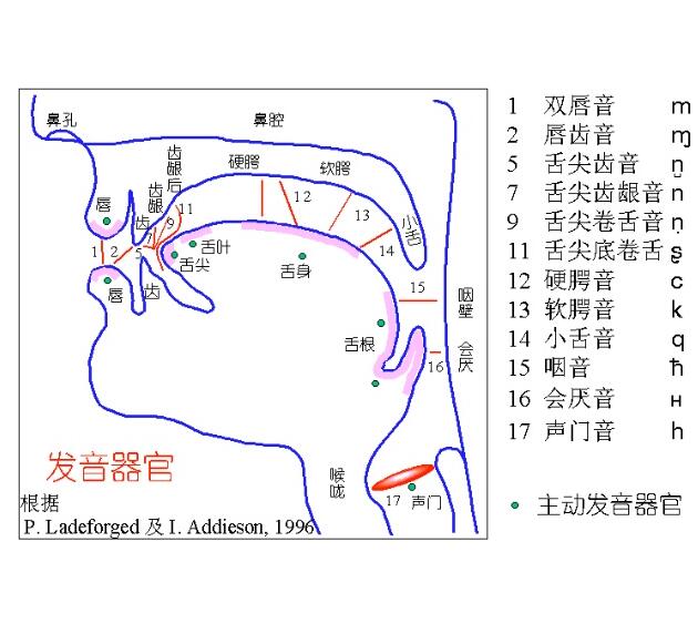 发声器官